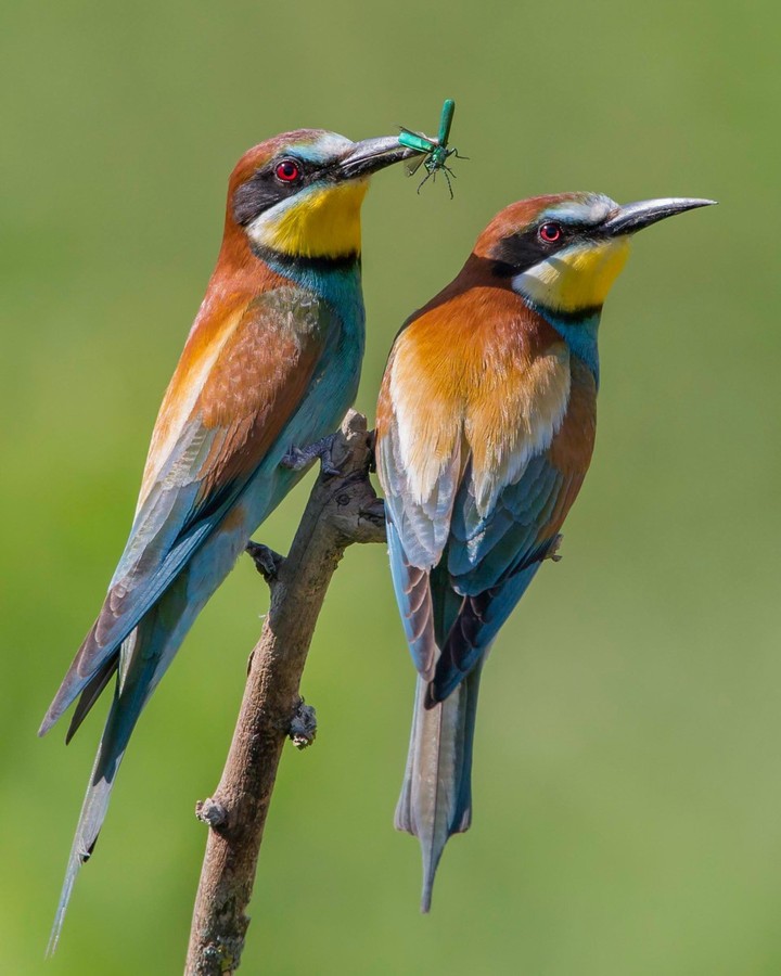 Bee Eaters